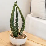 She Mykonos - Luxury Apartment