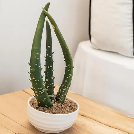 She Mykonos - Luxury Daire