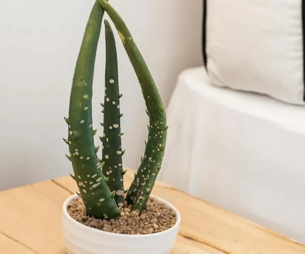 She Mykonos - Luxury Διαμέρισμα